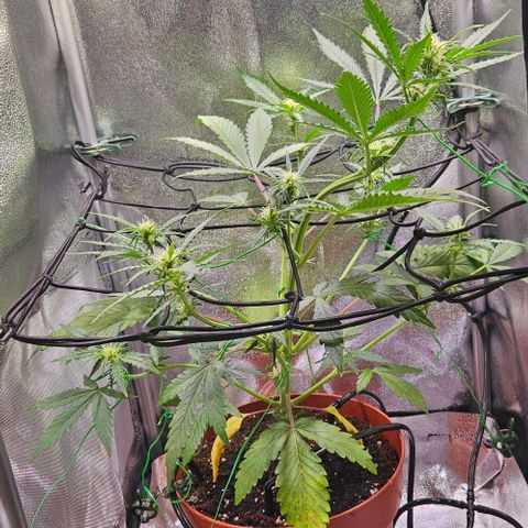 Triple G Automatic growlog timeline photo