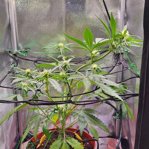 Triple G Automatic growlog timeline photo