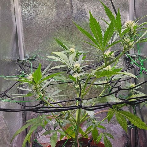 Triple G Automatic growlog timeline photo