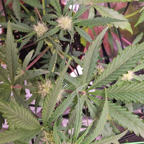 Triple G Automatic growlog timeline photo