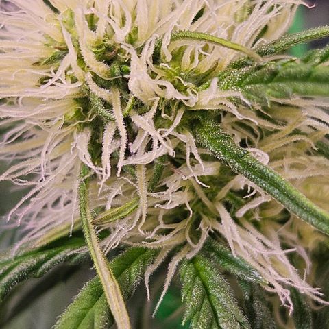 Triple G Automatic growlog timeline photo
