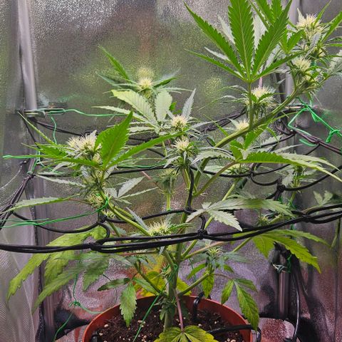 Triple G Automatic growlog timeline photo