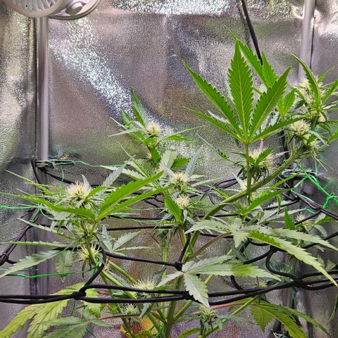 Triple G Automatic growlog timeline photo