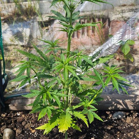 Triple G Automatic growlog timeline photo