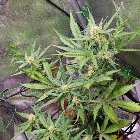Triple G Automatic growlog timeline photo
