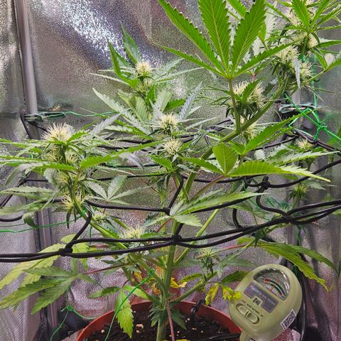 Triple G Automatic growlog timeline photo