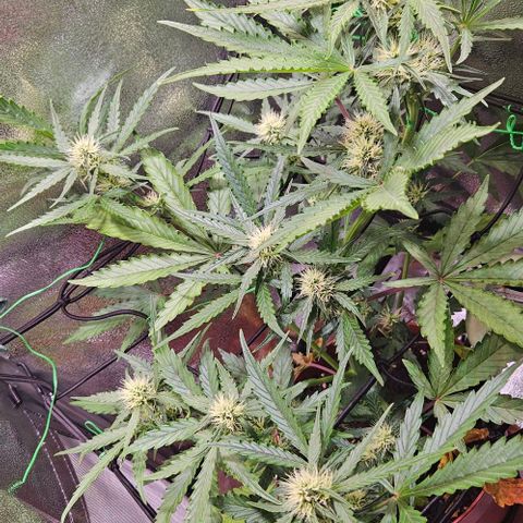 Triple G Automatic growlog photo: 22:40