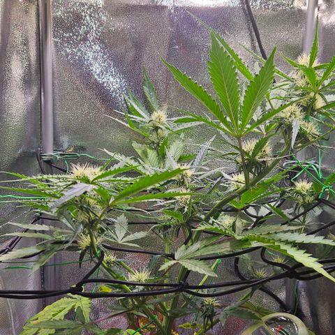 Triple G Automatic growlog photo: 22:40