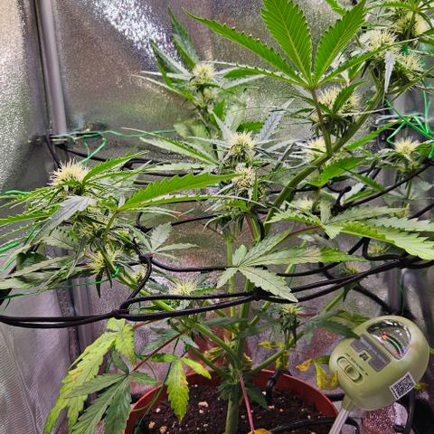 Triple G Automatic growlog timeline photo