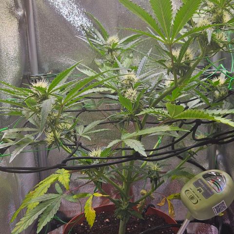 Triple G Automatic growlog timeline photo