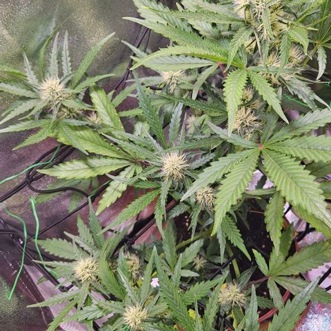 Triple G Automatic growlog timeline photo