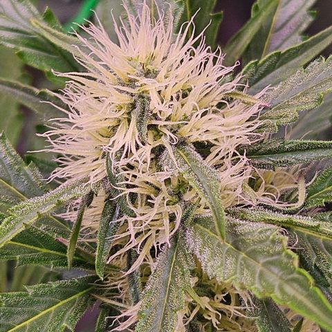 Triple G Automatic growlog timeline photo
