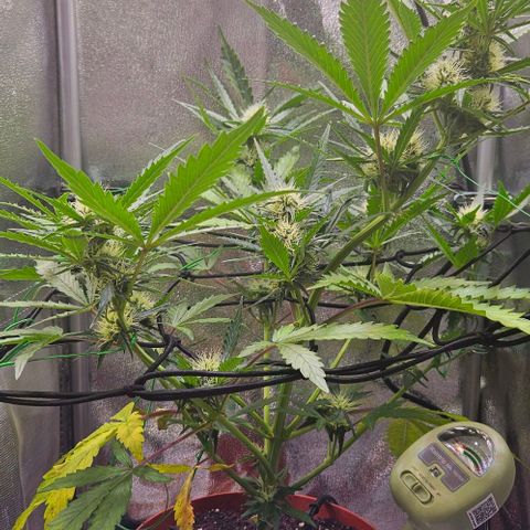 Triple G Automatic growlog timeline photo