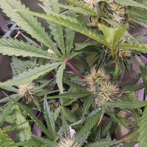 Triple G Automatic growlog timeline photo