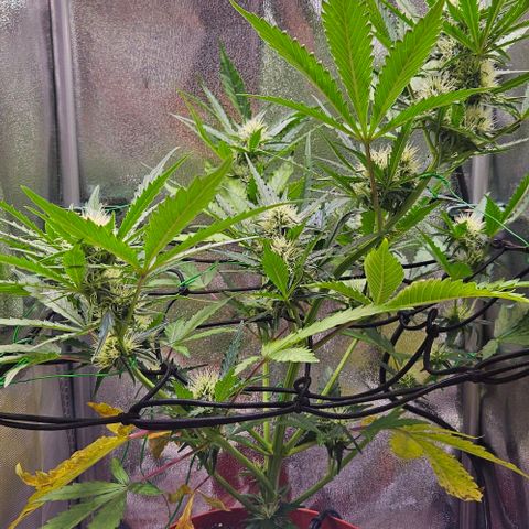 Triple G Automatic growlog timeline photo
