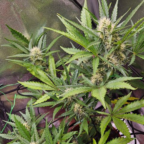 Triple G Automatic growlog timeline photo