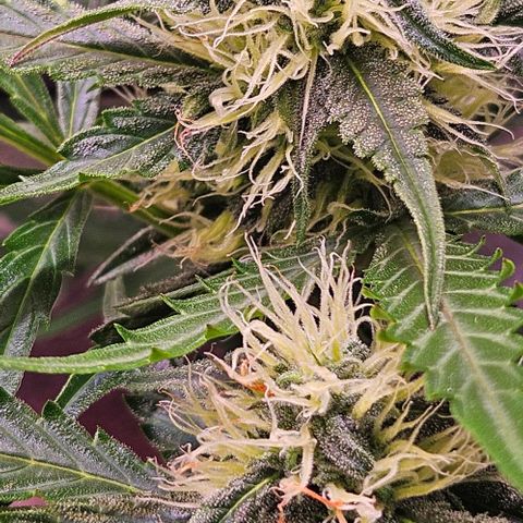 Triple G Automatic growlog timeline photo