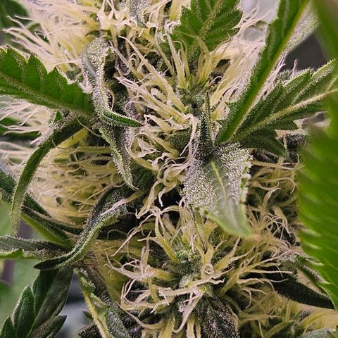 Triple G Automatic growlog timeline photo