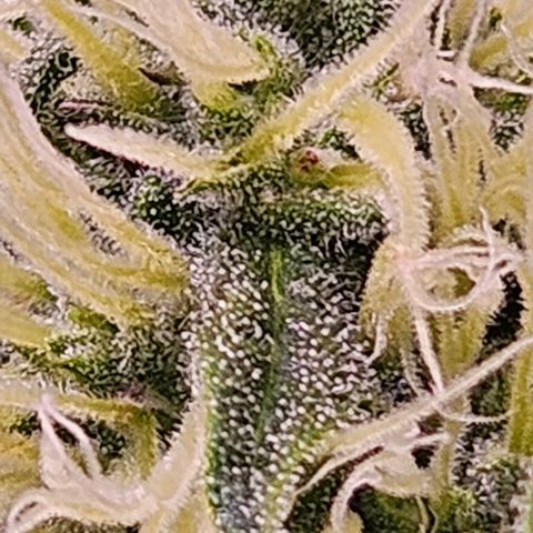 Triple G Automatic growlog timeline photo