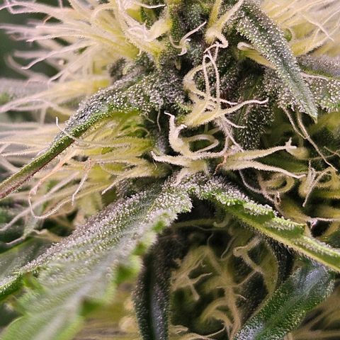 Triple G Automatic growlog timeline photo