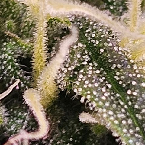 Triple G Automatic growlog timeline photo