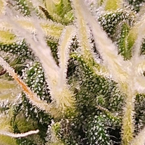 Triple G Automatic growlog timeline photo