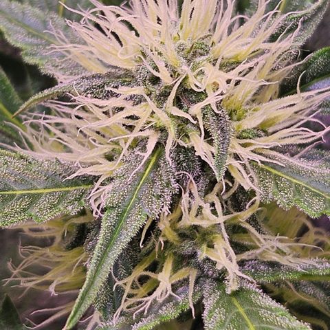 Triple G Automatic growlog timeline photo