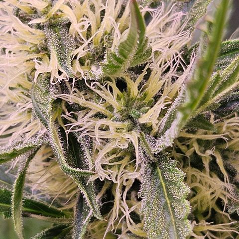 Triple G Automatic growlog timeline photo