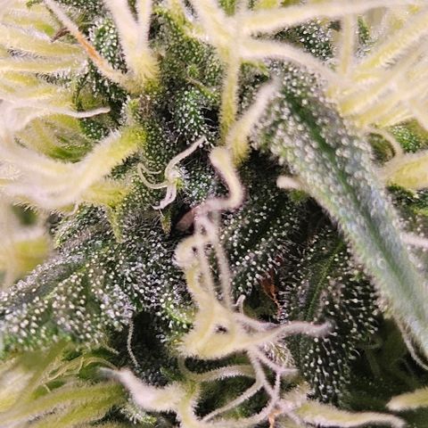 Triple G Automatic growlog timeline photo