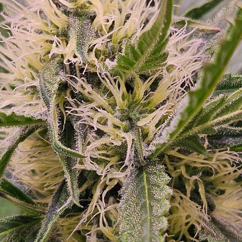 Triple G Automatic growlog timeline photo