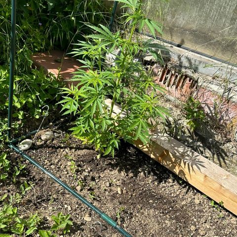 Triple G Automatic growlog timeline photo