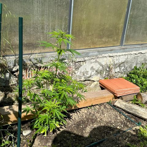Triple G Automatic growlog timeline photo