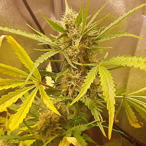 Triple G Automatic growlog timeline photo