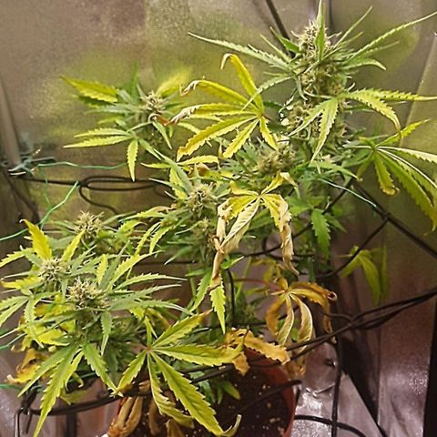 Triple G Automatic growlog timeline photo