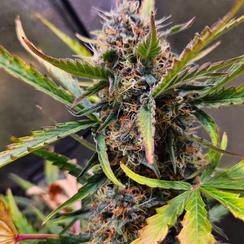 Triple G Automatic growlog timeline photo