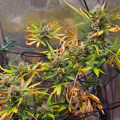 Triple G Automatic growlog timeline photo
