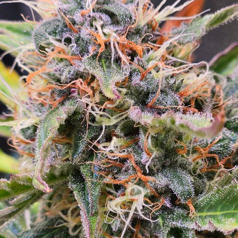 Triple G Automatic growlog timeline photo