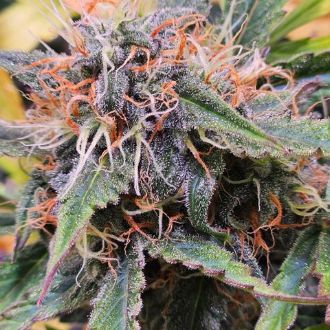 Triple G Automatic growlog timeline photo