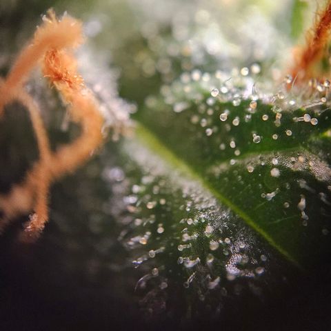 Triple G Automatic growlog timeline photo