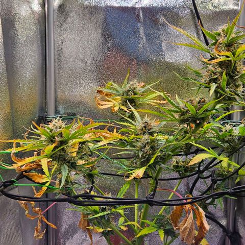 Triple G Automatic growlog timeline photo