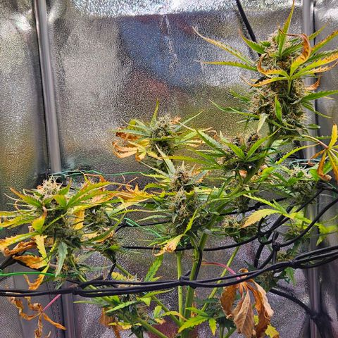 Triple G Automatic growlog timeline photo