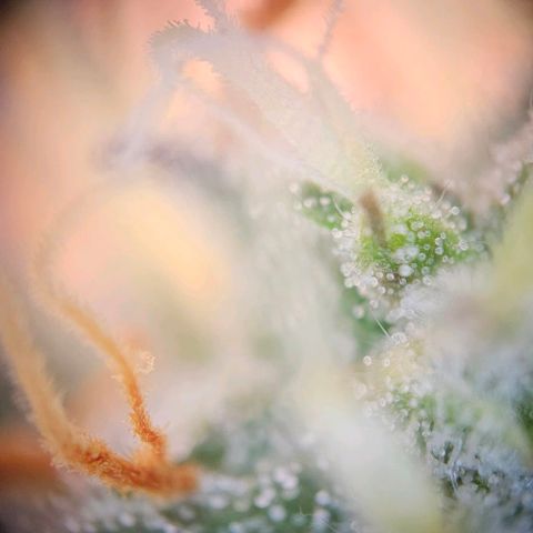 Triple G Automatic growlog photo: 200X