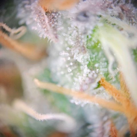 Triple G Automatic growlog photo: 200X