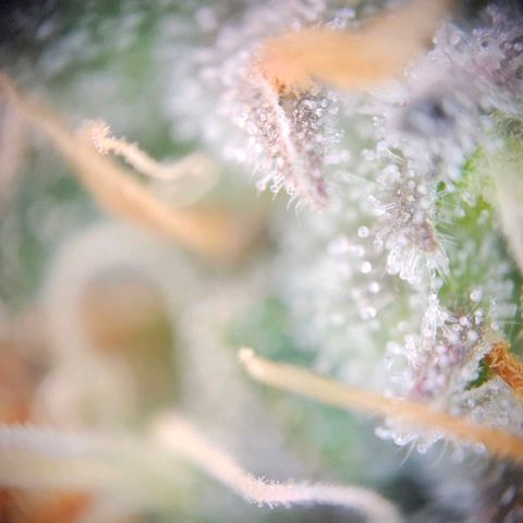 Triple G Automatic growlog photo: 200X