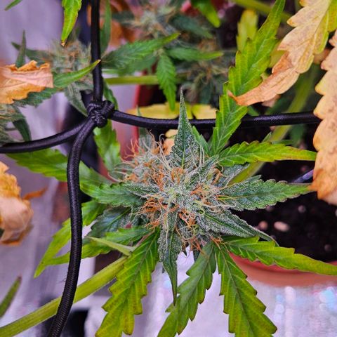 Triple G Automatic growlog timeline photo