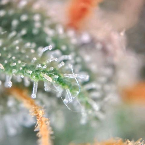 Triple G Automatic growlog timeline photo
