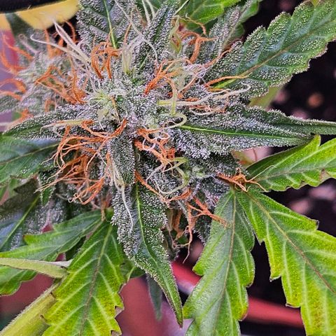 Triple G Automatic growlog timeline photo