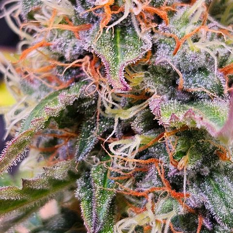 Triple G Automatic growlog timeline photo