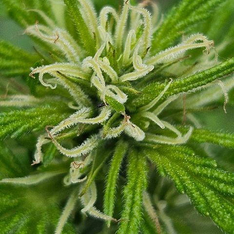 Triple G Automatic growlog timeline photo