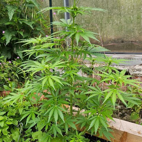 Triple G Automatic growlog timeline photo
